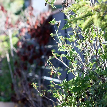 Konstanzer 康斯坦茨