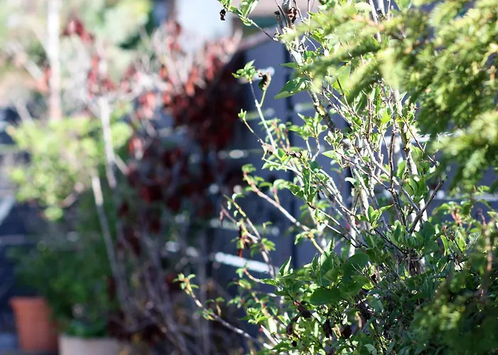 Konstanzer 康斯坦茨