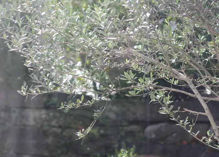 Konstanzer * 康斯坦茨